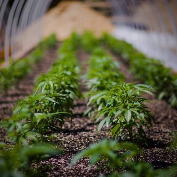 Sun Grown Cannabis Grown In Living Soil