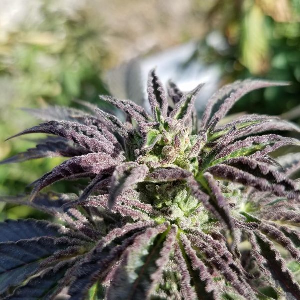 Humboldt Sungrown Cannabis